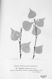 Melampsoridium betulinum image